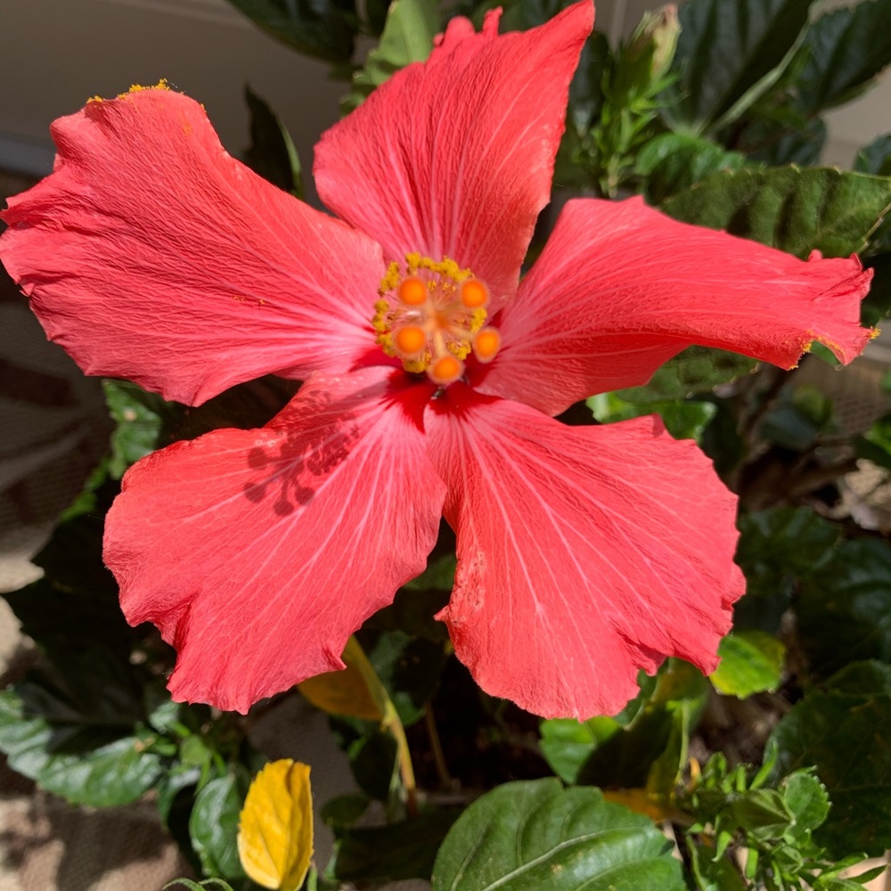 Meet your Posher, Tara